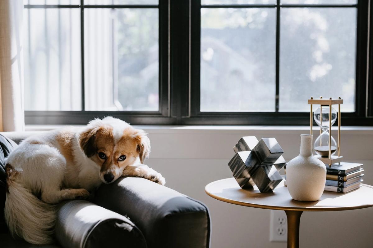 A small dog with a white and brown coat lounging on a black leather sofa in a modern living room, with a window behind and decorative items on a wooden side table.